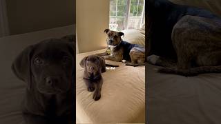 “Why Would You Get Another??” 🥺