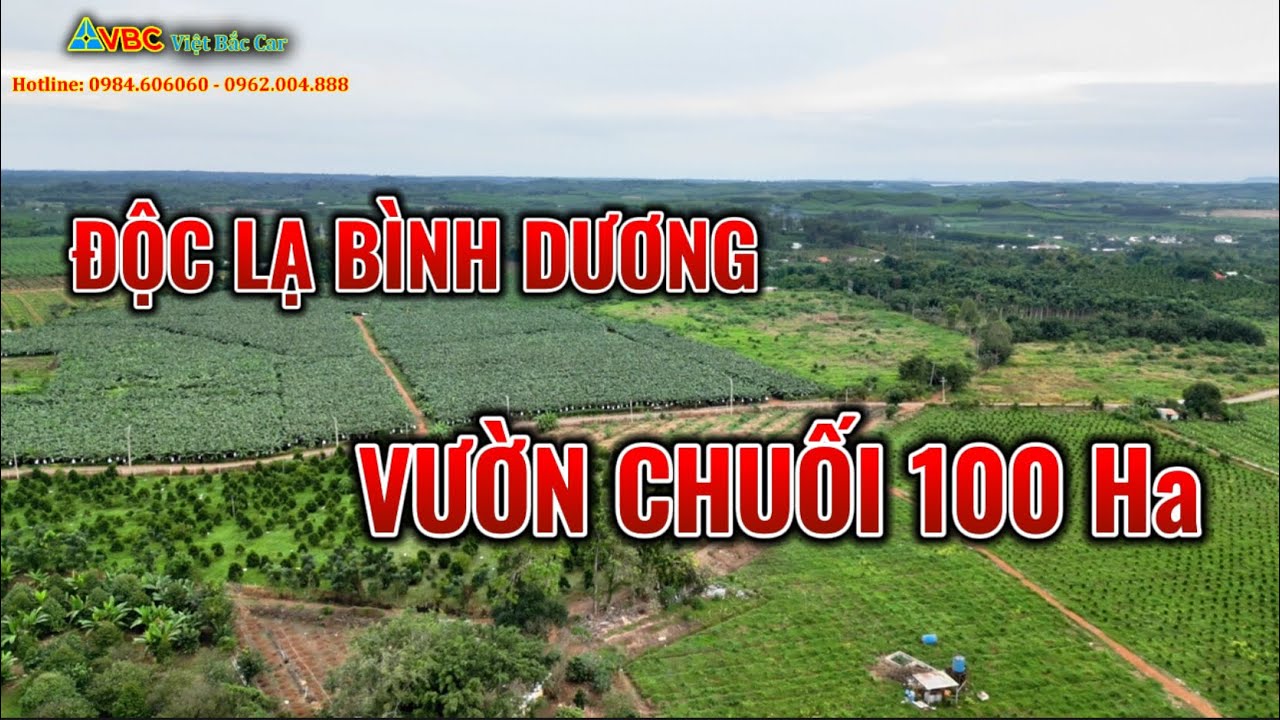 Độc Lạ Bình Dương | Vườn Chuối Rộng 100 Ha