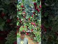 apel yang terbuang #viral #buah #fruit #fyp #tips #aple #howto #garden #kebun #sayuran #tanaman #diy
