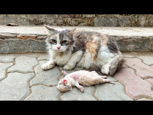 Hausmittel gegen Katzen: 