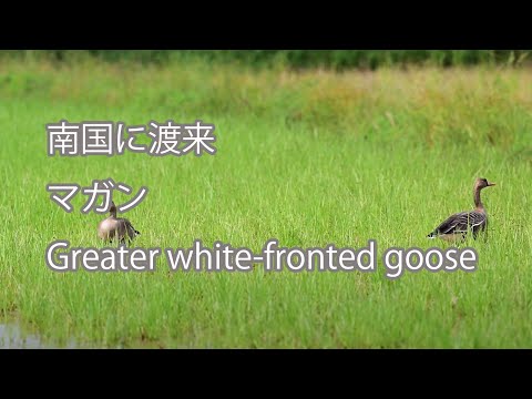 【南国に渡来】マガン Greater white-fronted goose