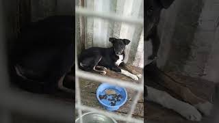 23.10.25 🆘 ОТЛОВ ГОРОДА АЛМАТЫ. КАЗАХСТАН 🆘