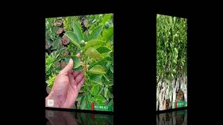 0822.2083.0527 Bibit Jeruk Mandarin