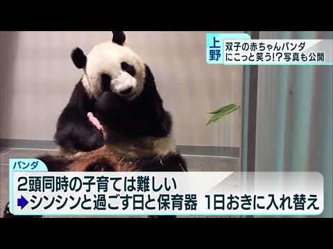 上野動物園 双子パンダの赤ちゃん すくすく成長中 Youtube 上野動物園 双子パンダの赤ちゃん すくすく成長中 Youtube