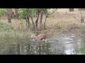 Tigers fight in water, Bandhavgarh (April 2018)