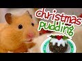 Christmas Pudding 🎄 HAMSTER KITCHEN
