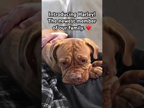 Harley Girl She Was Rehomed To Us Foryou Trending Puppy Funny Youtubeshorts Reels 