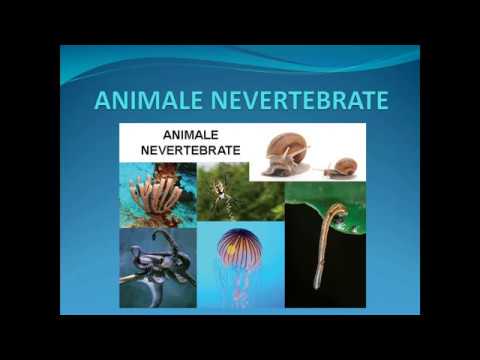 Regnul Animal: Nevertebrate (clasa a V-a)