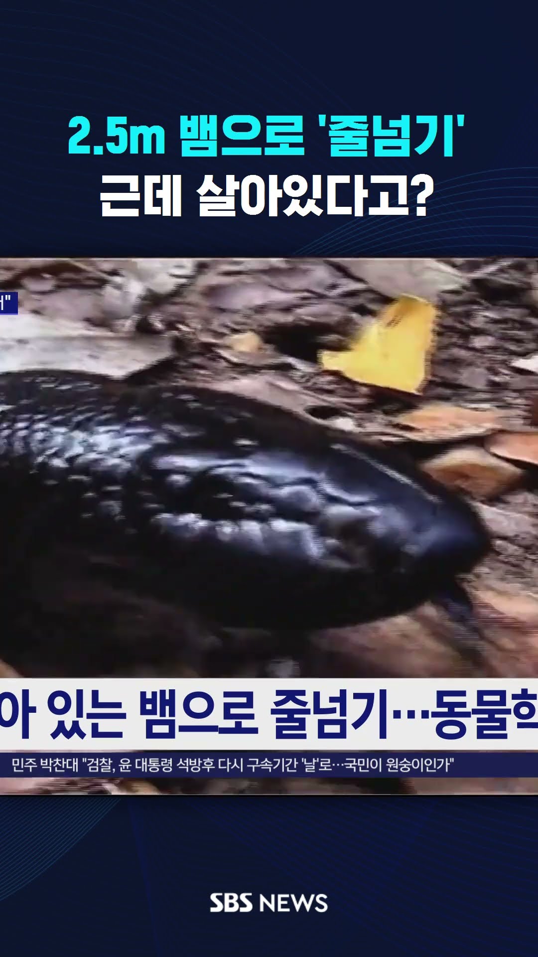 2.5m 뱀으로 '줄넘기'…근데 살아있다고? #shorts