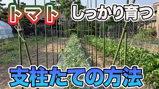 【トマト】長く育てることができる頑丈な支柱の立て方コスパ最強です