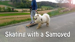 Skating with a Samoyed