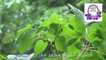 مقطع من سورة القلم من صلاة العشاء- الشيخ محمد البيطار