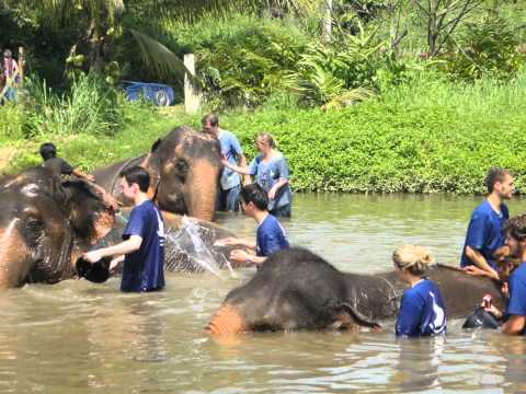 Baan Chang Elephant Park - Chiang Mai