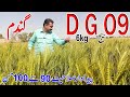 Dg 09 wheat crop  best branded wheat farming in pakistan  very high yield wheat in pakistan