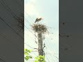 तूफान में फंसे सारस के बच्चों को महिला ने बचाया [Woman saves two fallen stork chicks from storm]