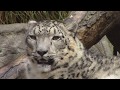 Snow Leopard Grooming