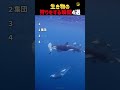 生き物の狩りをする瞬間