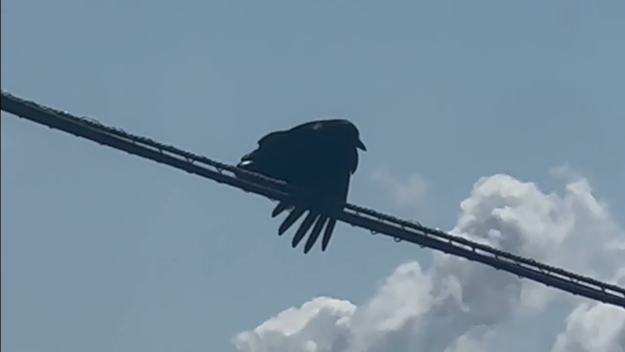 Crow Content 17