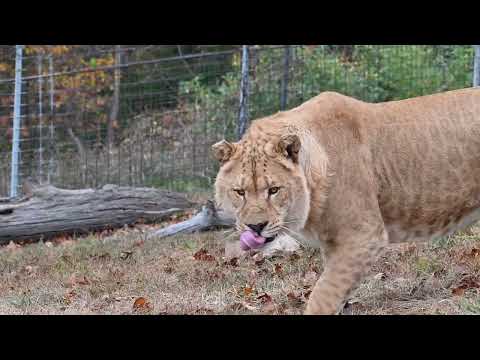 Kyro the Liliger Running and Playing