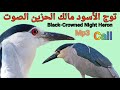 توج الأسود مالك الحزين الصوت Black Crowned Night Heron Sound توج الأسود مالك الحزين الصوت Black Crowned Night Heron Sound