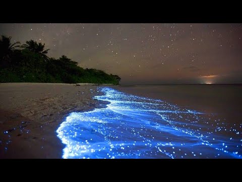 Video: Yaxınlıqda heyrətamiz: işıq saçan plankton