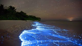 Okyanus Karanlığında Işık Saçan Canlılar YAKAMOZLAR