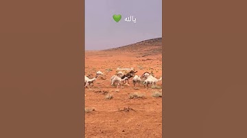 احترام القرآن الكريم 🎧❤️