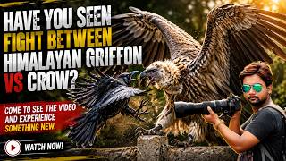 Himalayan griffon/giddh-गिद्ध/শকুন vs crow.#birds #vultures #griffon #wildchroniclesrahulchakraborty
