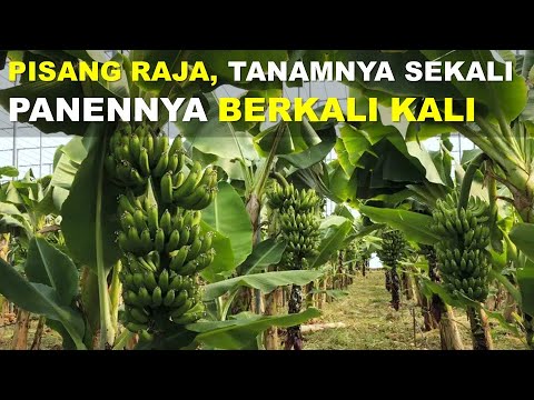 Rahasia Sukses Budidaya Pisang Uli