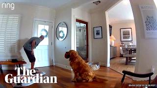 Golden retriever dubbed world's 'worst guard dog' after bringing toy to home intruder