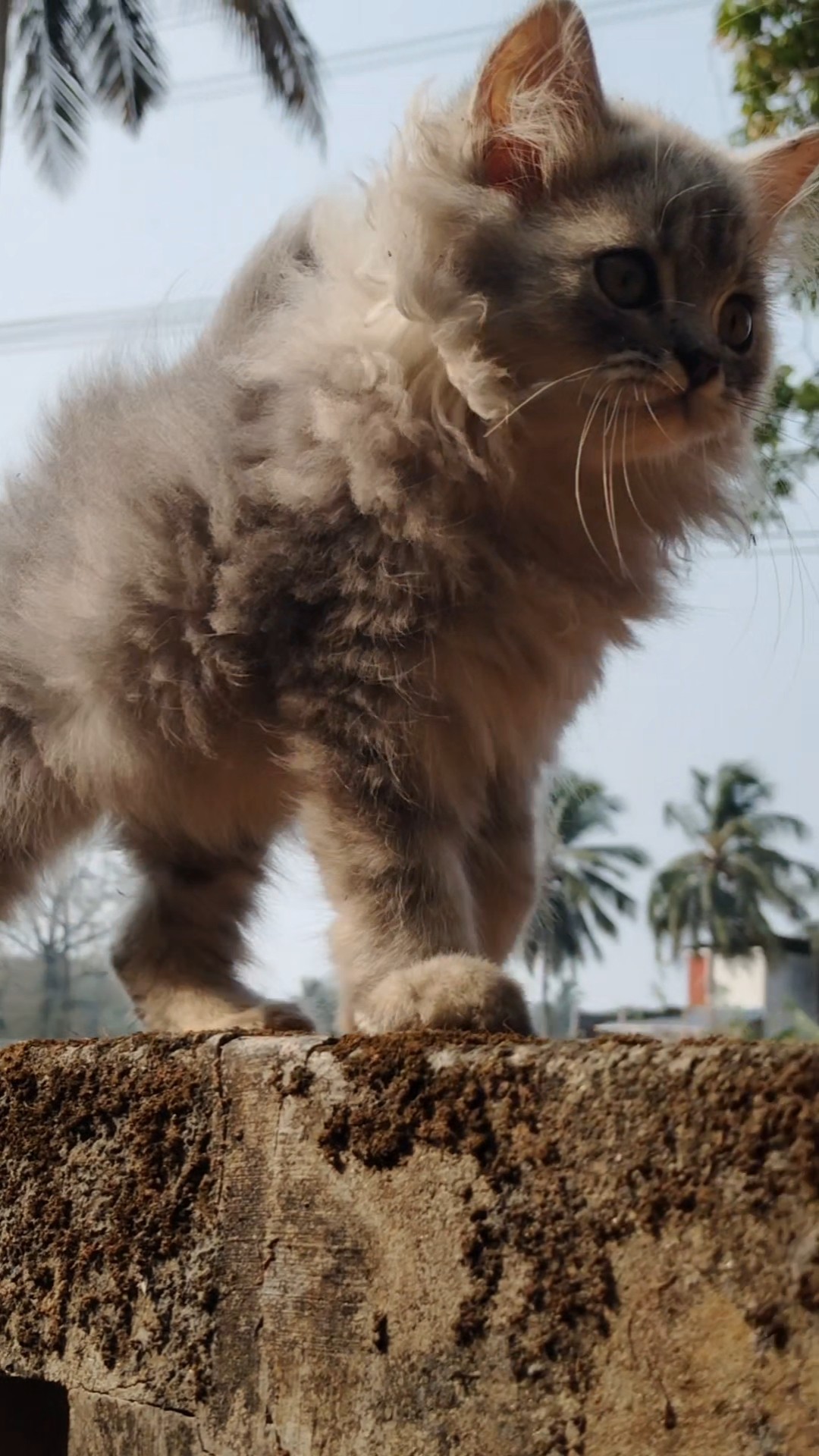 👰 ബ്രൈഡൽ ലുക്ക് 😍 - ShareChat