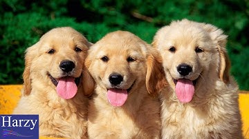 Lazy Town - We Are Number One (but it