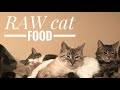 RAW cat food