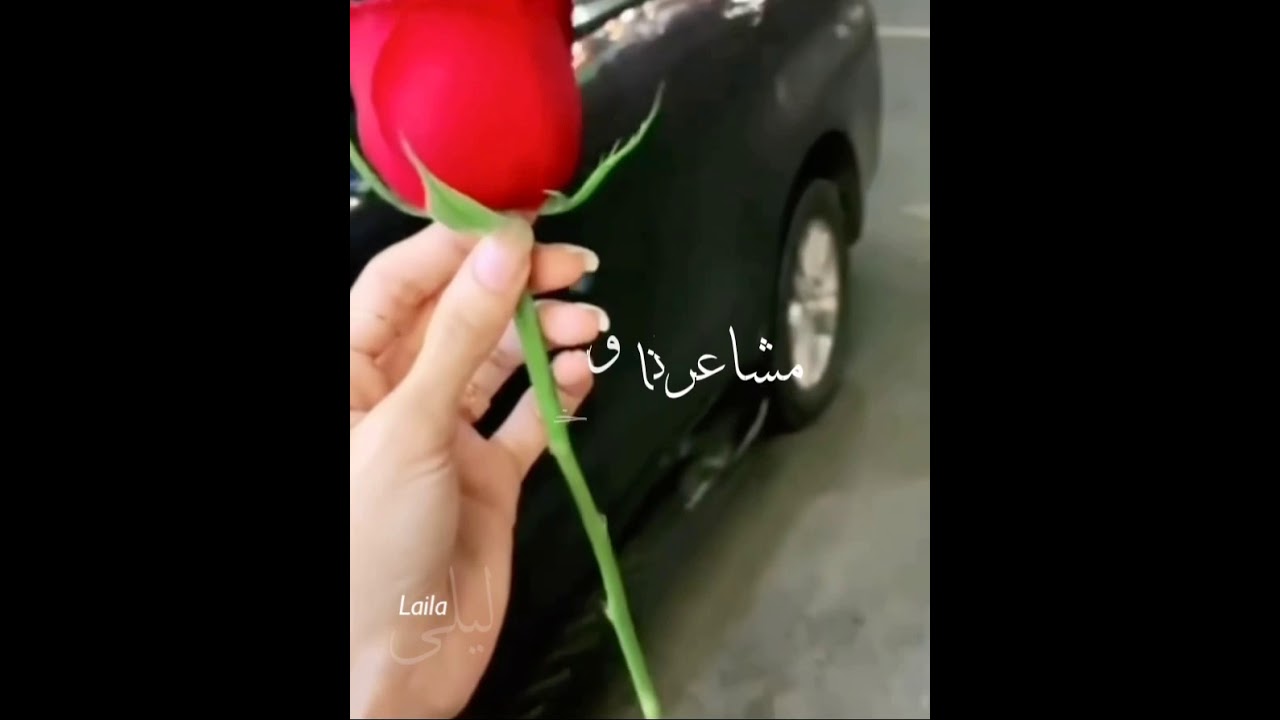 كل زرعتك تزين وردة بستاني حمرا { زَوَايَا