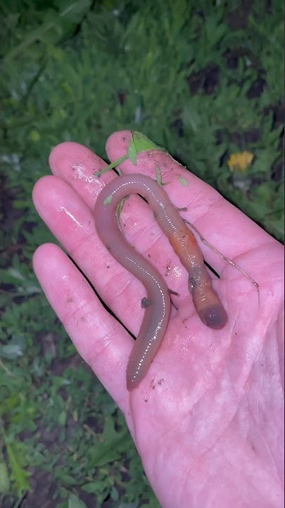 Червяк для рыбалки, выползок #рыбалка - YouTube