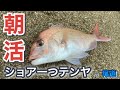 #9 陸っぱりから狙う真鯛！気軽に楽しめるショア一つテンヤ