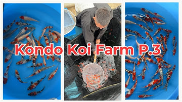 Ngày 10: Quá Trình Tuyển Chọn Khắt Khe Cá Koi Nhật HQ Tại Trại Kondo P.3 #zenkoifarm #loczenkoi