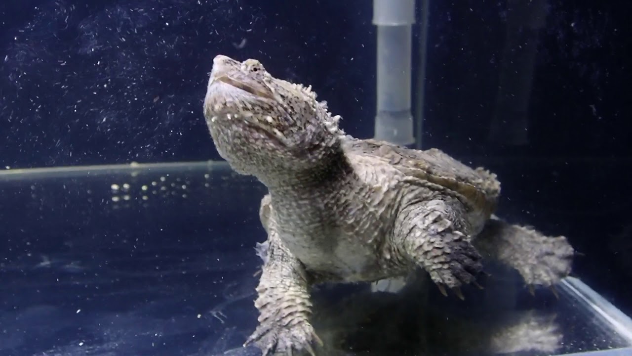 camera iphone 8 plus apk 2018/9/10 佛州擬鱷龜食飼料 麵包蟲 common snapping turtle