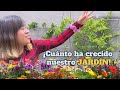  as ha crecido mi huerto  los frutales ya tienen cosecha 