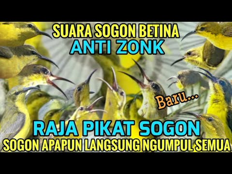 PIKAT SOGON AMPUH - SUARA PIKAT SOGON BETINA MEMANGGIL KAWANAN ANTI ZONK
