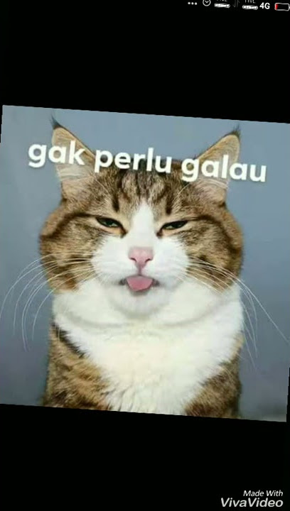 #story WA kucing ngeselin