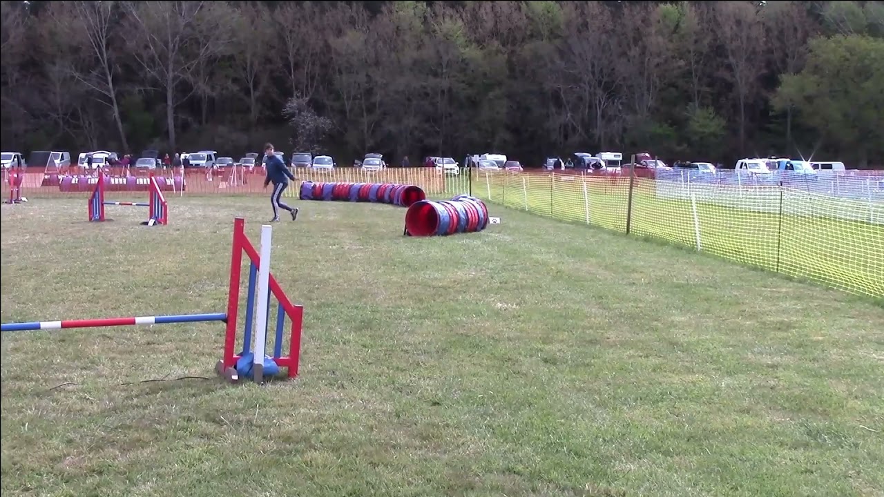 Miniature schnauzer Ralph on Kelluki agility competition 2021 YouTube