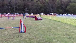 Miniature schnauzer Ralph on Kelluki agility competition 2021