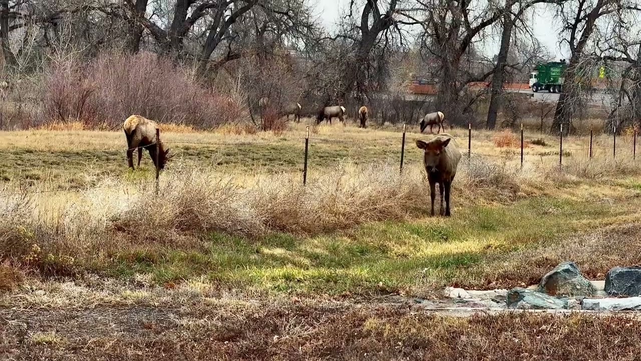 Massive Herd of Elk Spotted Grazing Alongside Highway in Northern Colorado