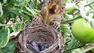 Parents Saved Baby from Squirrel Attack by SHOUTING Togther | fullvideo 7