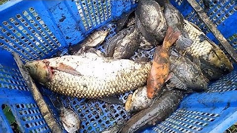 Đi bắt cá, làm món cá lóc nướng lá chuối