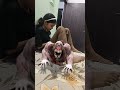 #zombi #zombiesurvival #zombiworld #trending #zombies #zombies 🚨🚨☠️💀☠️🫥😶🌫️🤯👿😈👺👹😽