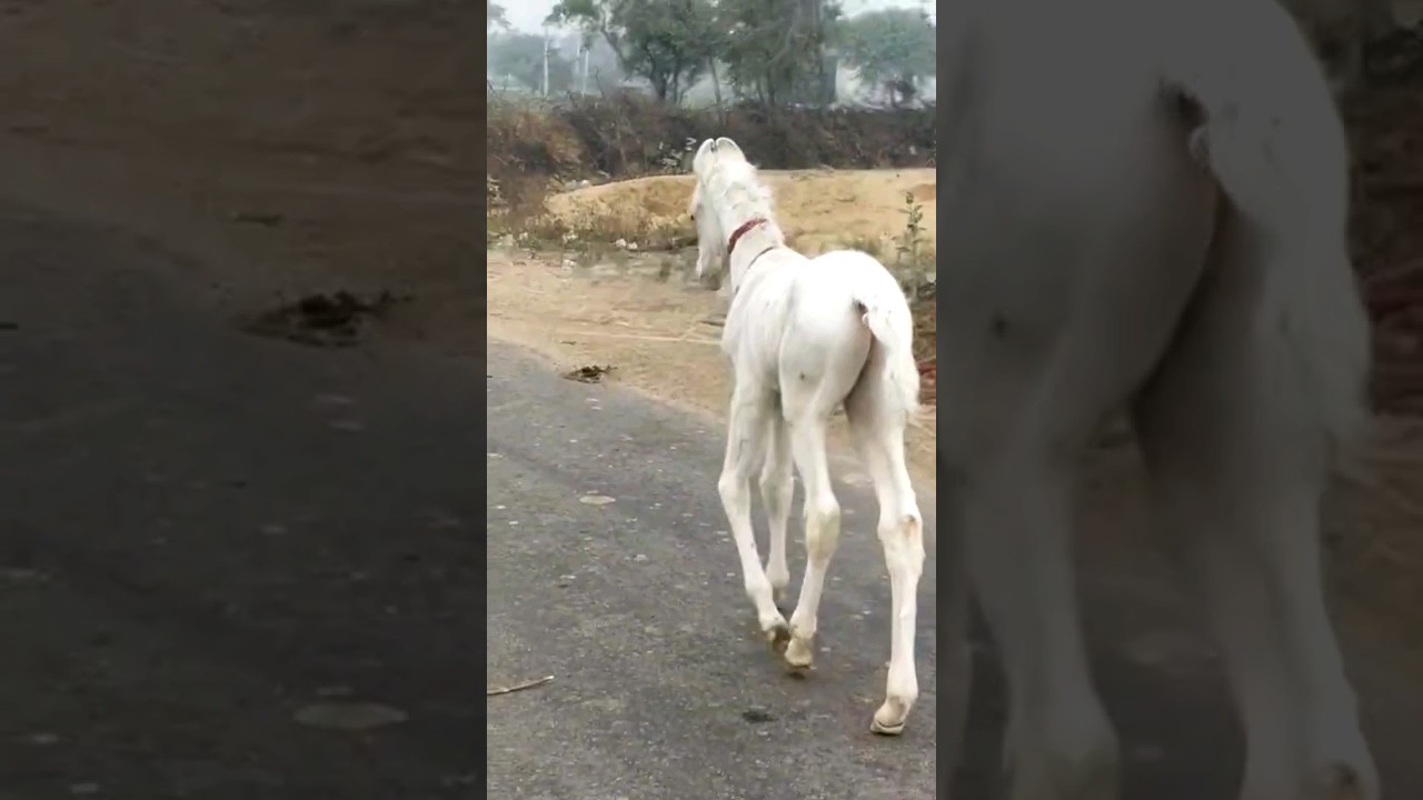 Very beautiful horse and white color horse 