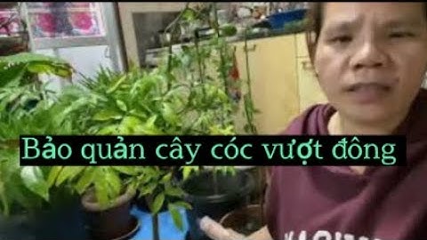 bảo quản cây cóc vượt đông , có thuốc tăng lực cho cây #kieutranjapanese