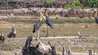 BANGAU TONGTONG BIG BIRDS IN MANGROVE FOREST